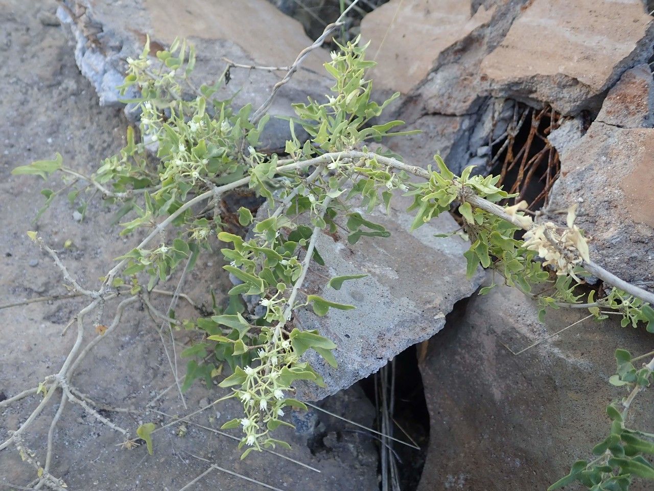 Cynanchum hastifolium habit