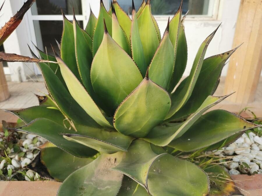 Agave shawii — search result for 'Agave'