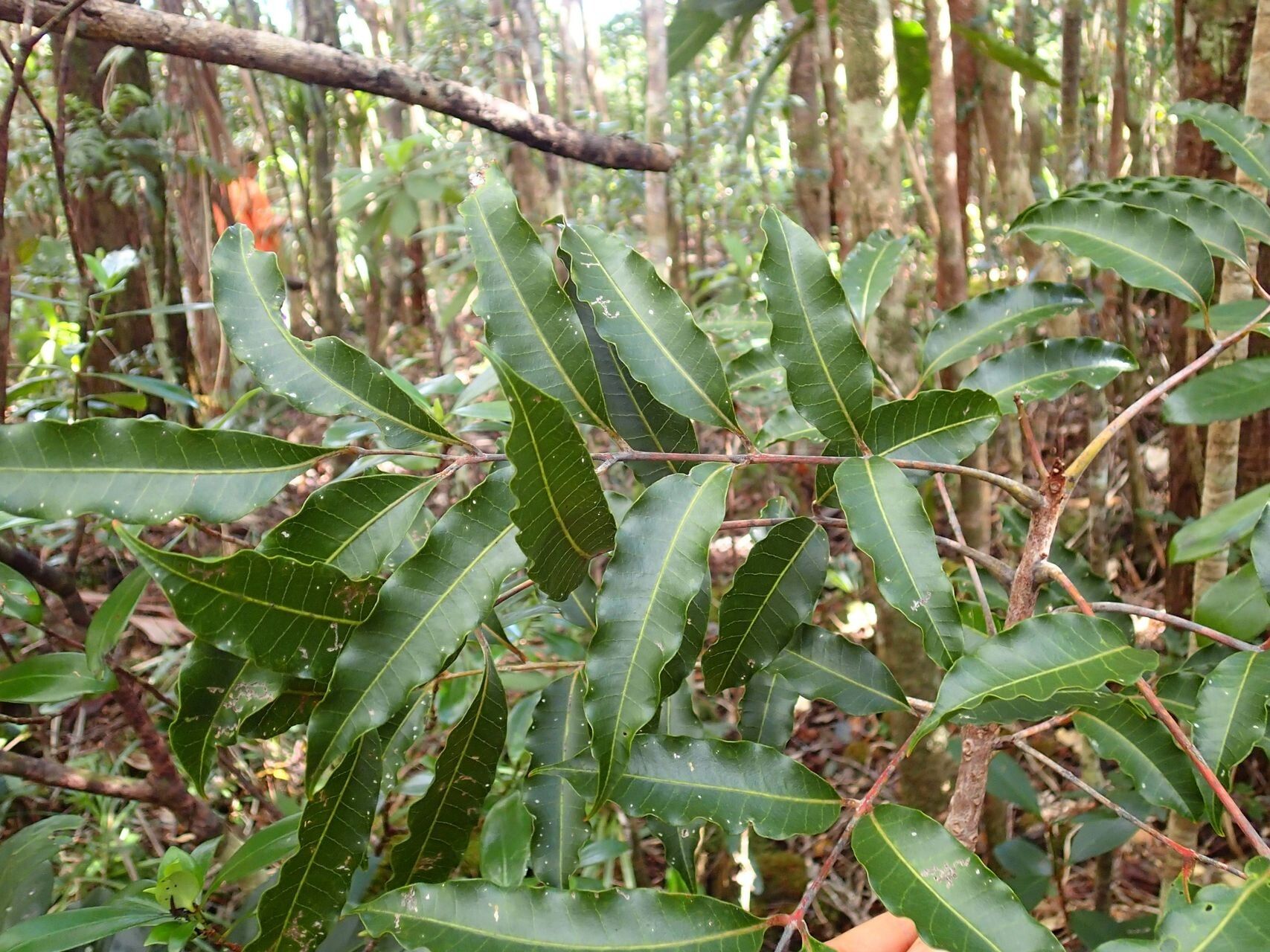 Euroschinus elegans — related species from the same genus