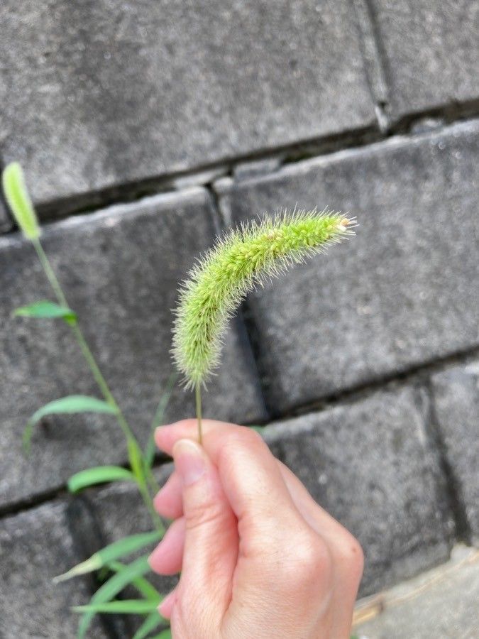 Setaria faberi flower