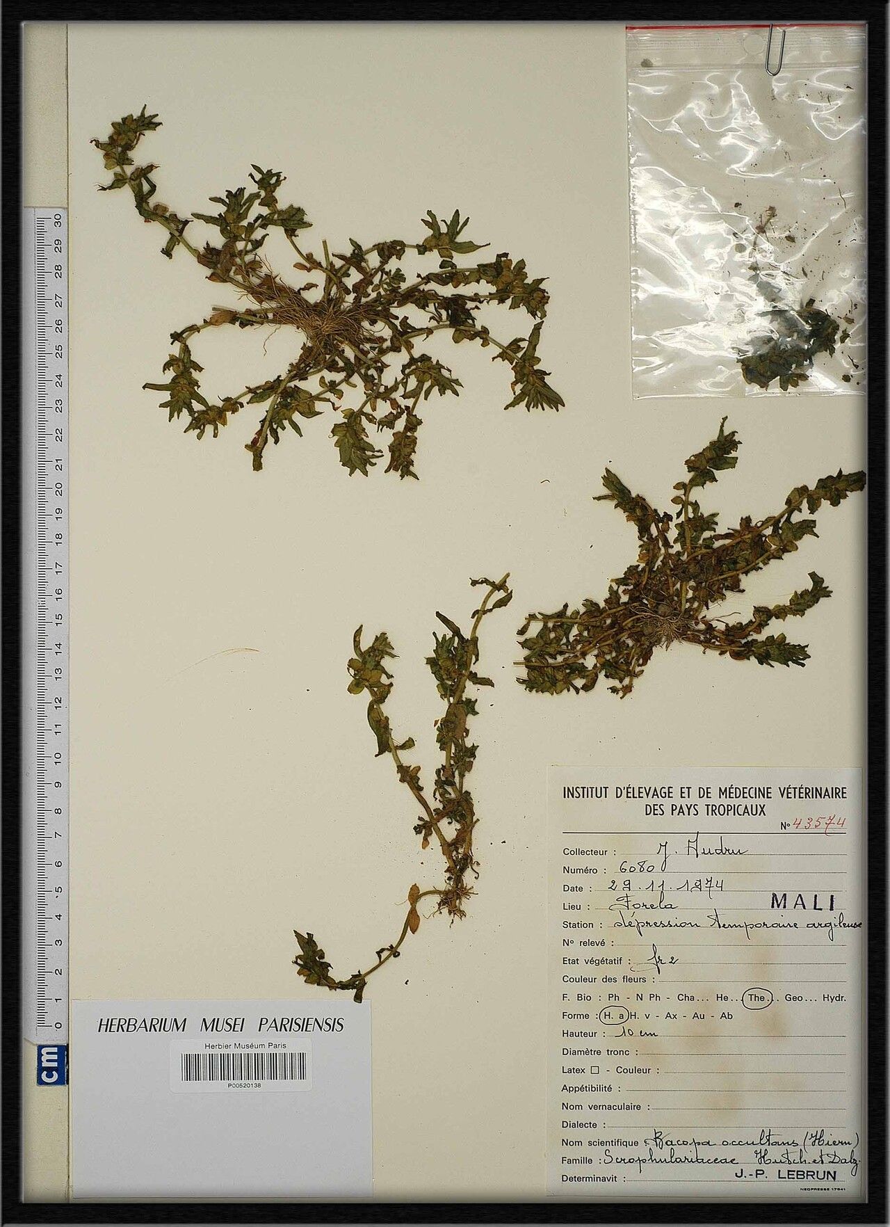 Bacopa occultans — houseplant care guide