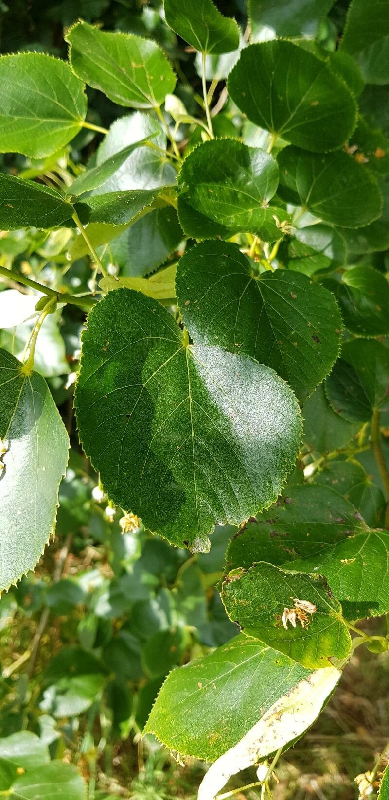 Tilia dasystyla — search result for 'Tilia'