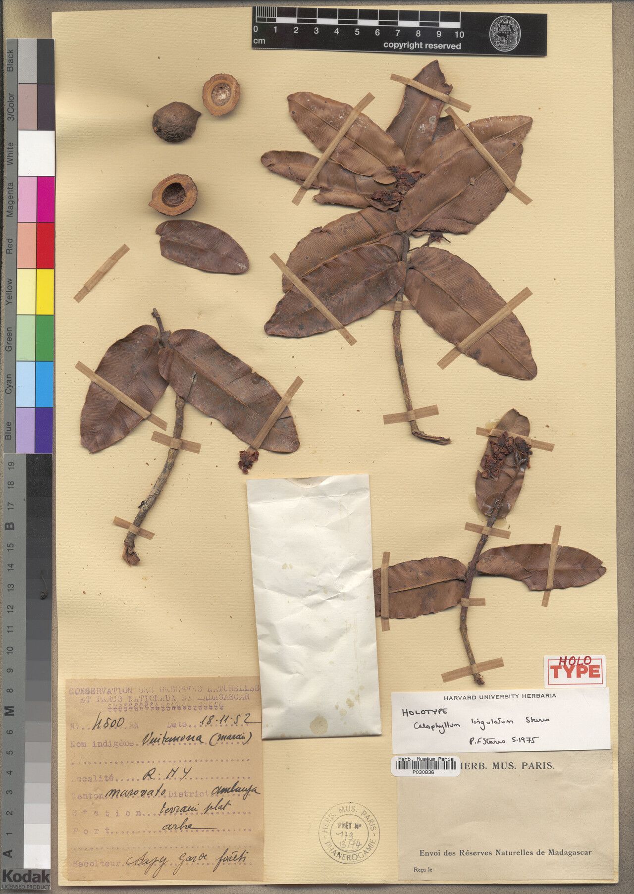 Calophyllum lingulatum — search result for 'Calophyllum'