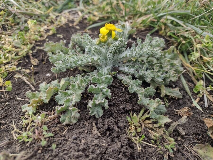 Senecio vernalis — search result for 'Senecio'