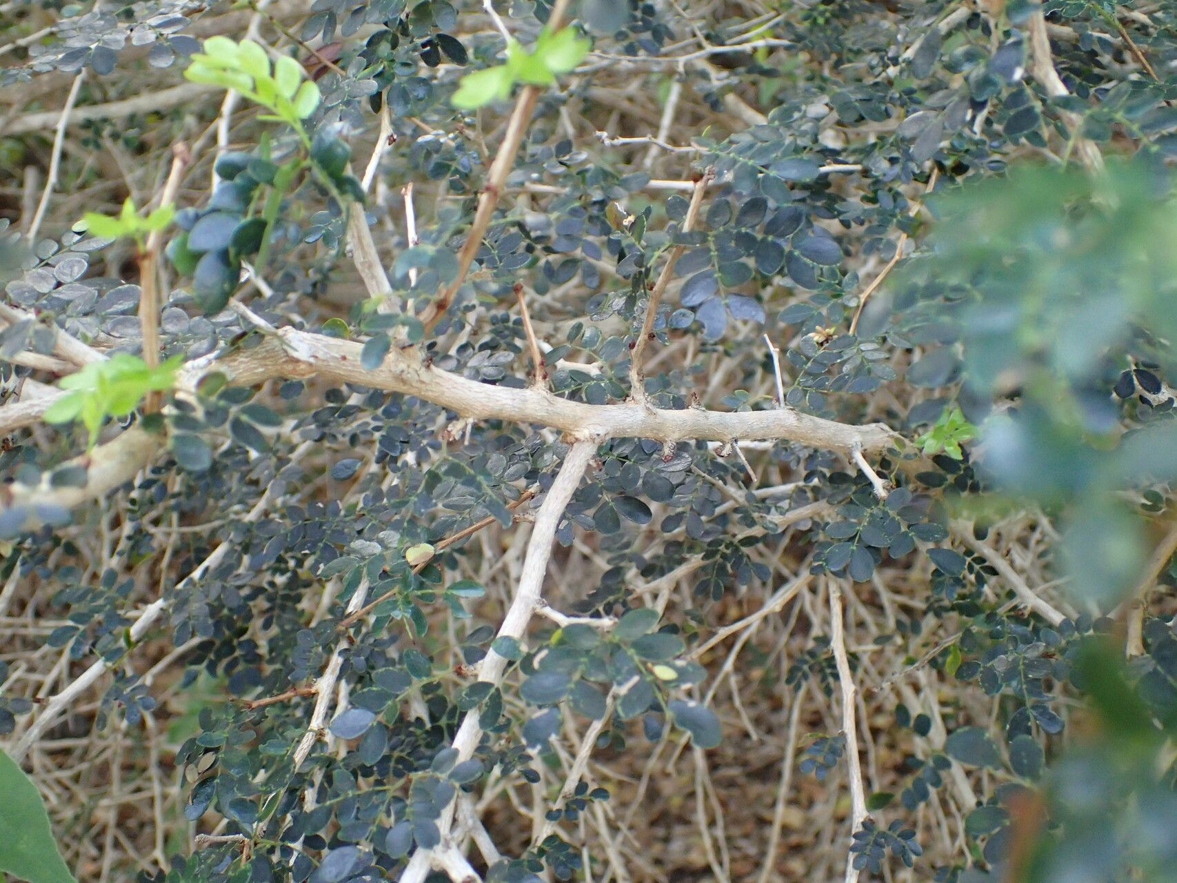 Calliandra purpurea bark