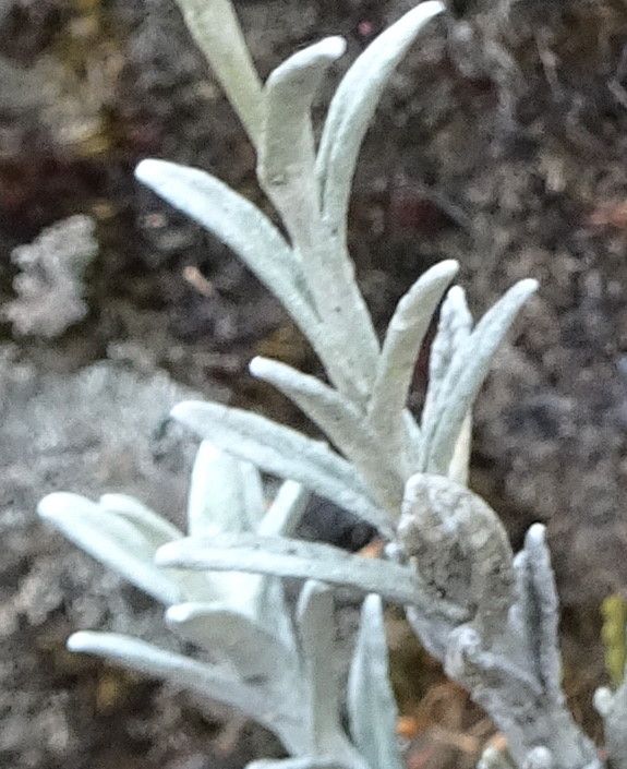 Achyrocline alata — related species from the same genus