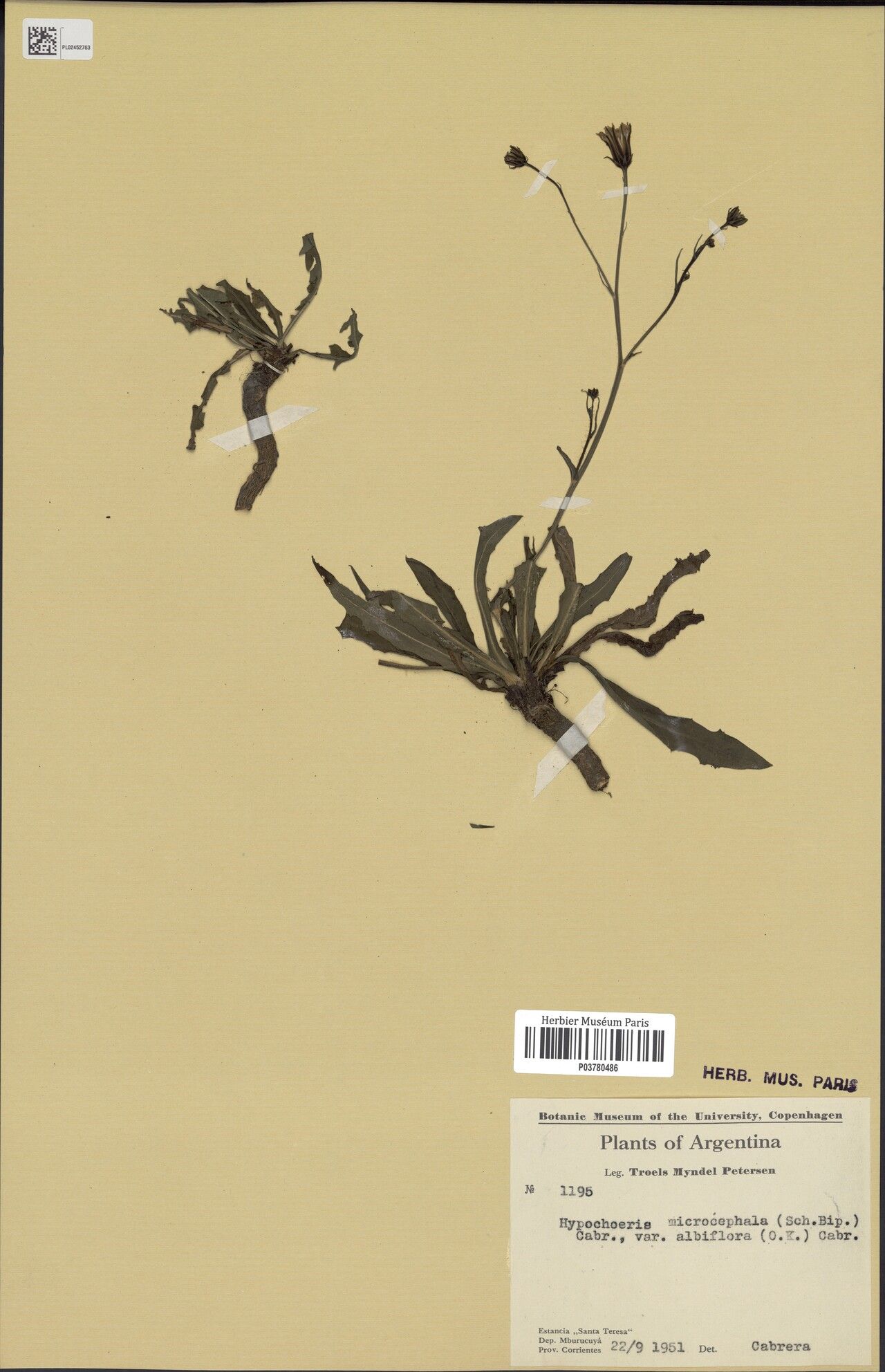 Hypochaeris microcephala leaf