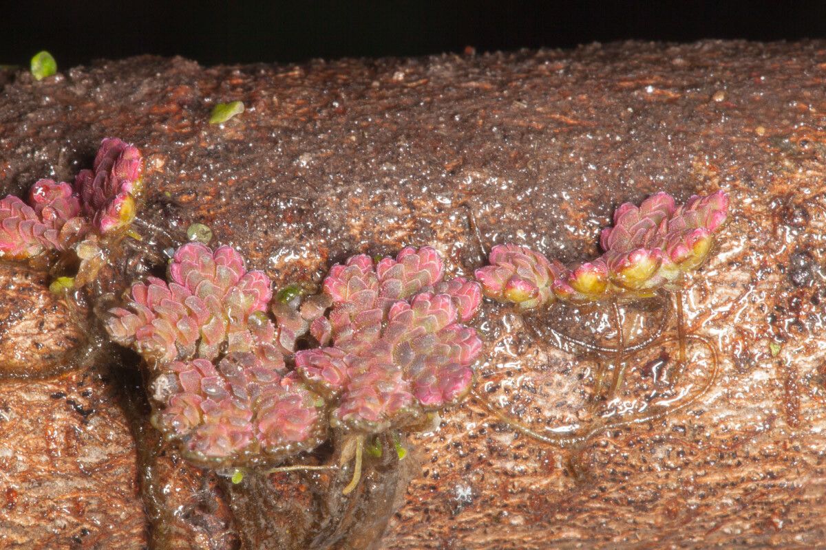 Azolla filiculoides leaf