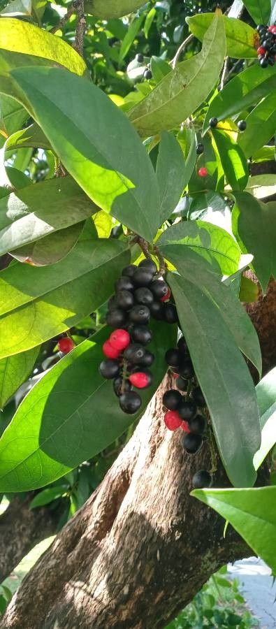 Antidesma bunius fruit