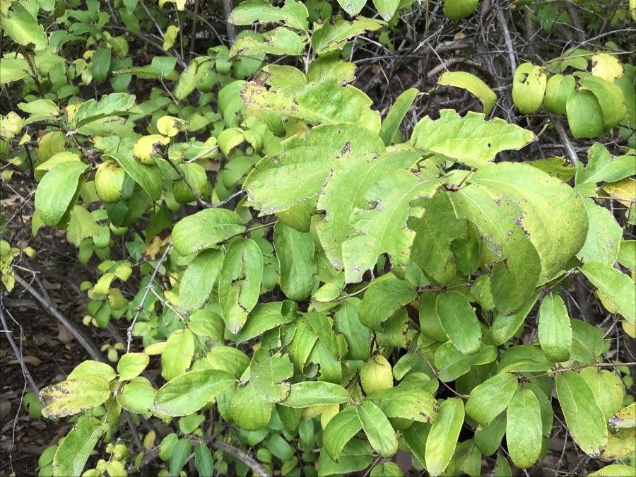 Lonicera chrysantha — search result for 'Lonicera'