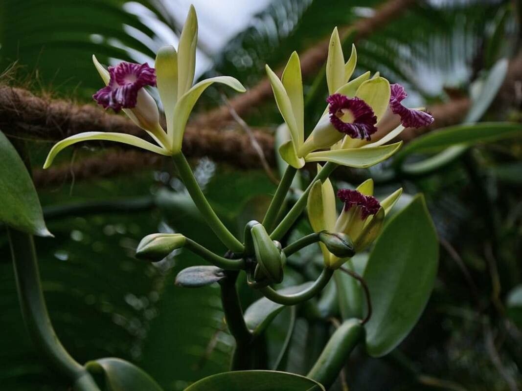 Vanilla imperialis flower