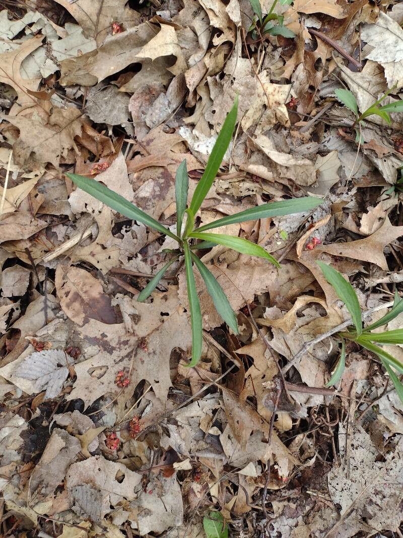 Solidago pinetorum — search result for 'Solidago'