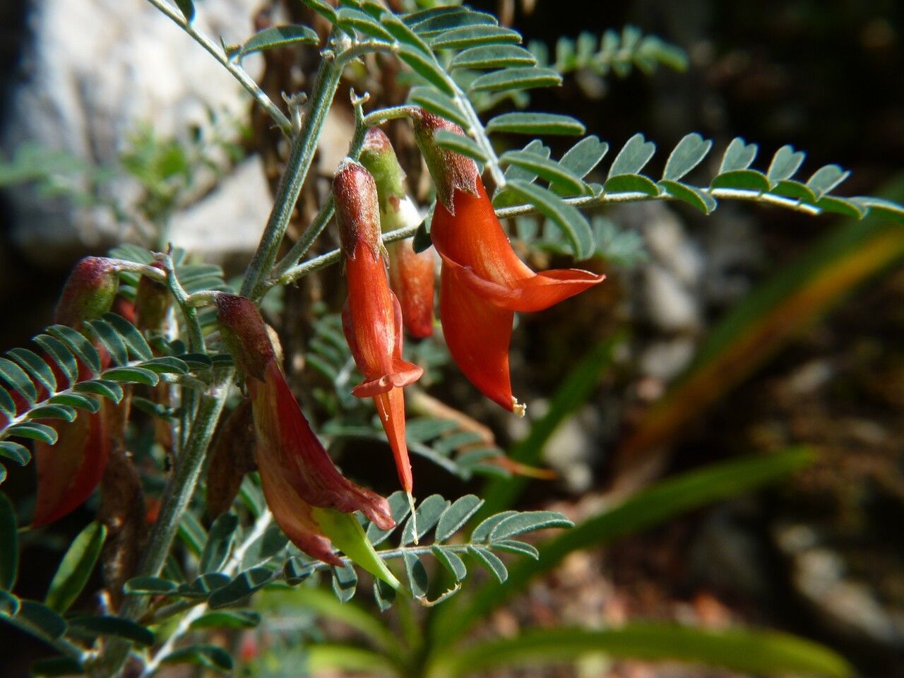 Sutherlandia frutescens flower