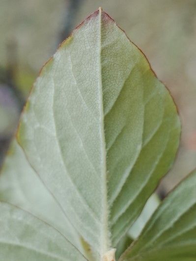 Rhododendron wadanum — houseplant care guide