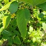 Helianthus divaricatus