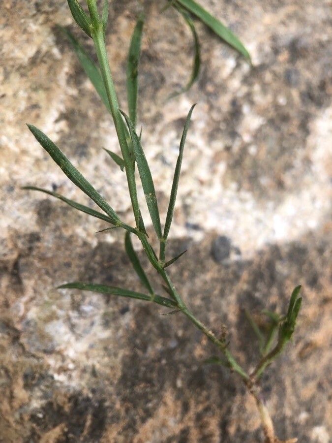 Lathyrus saxatilis leaf