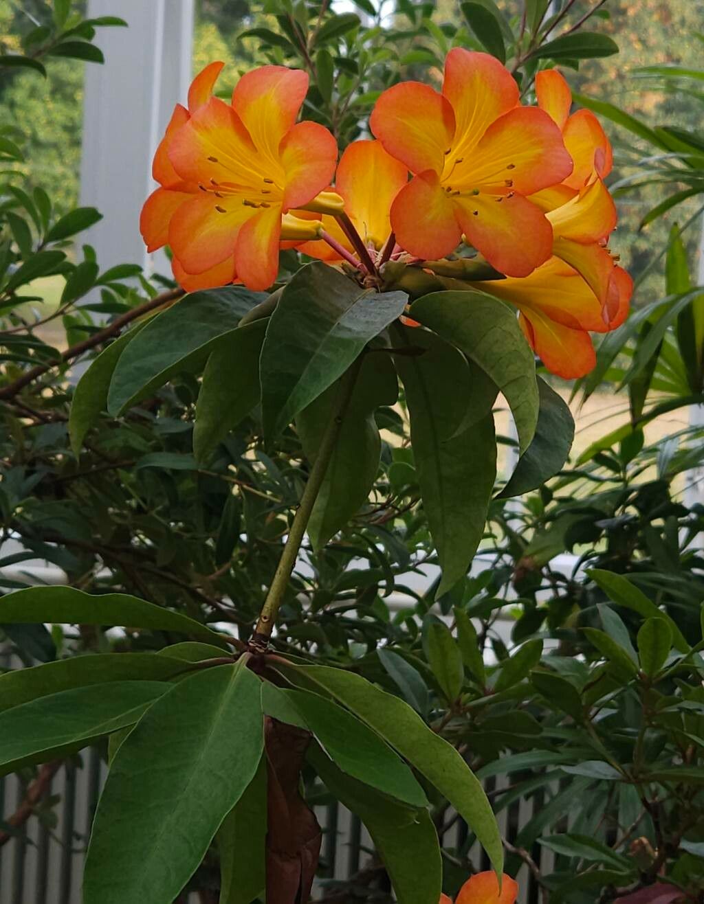 Rhododendron laetum habit