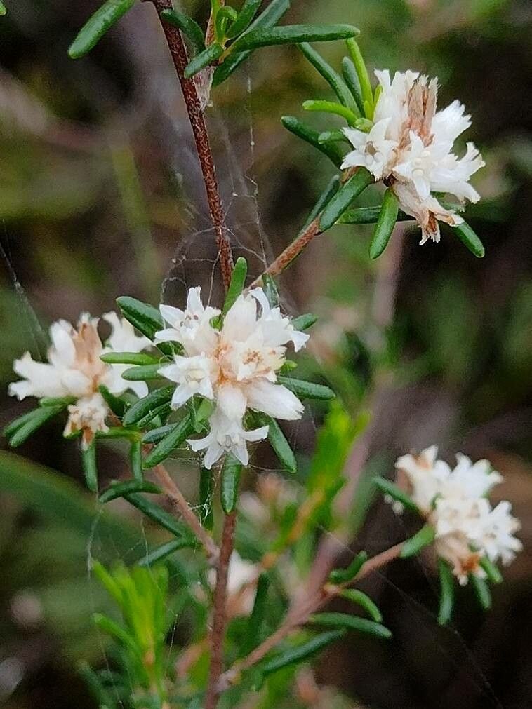 Cryptandra australis flower