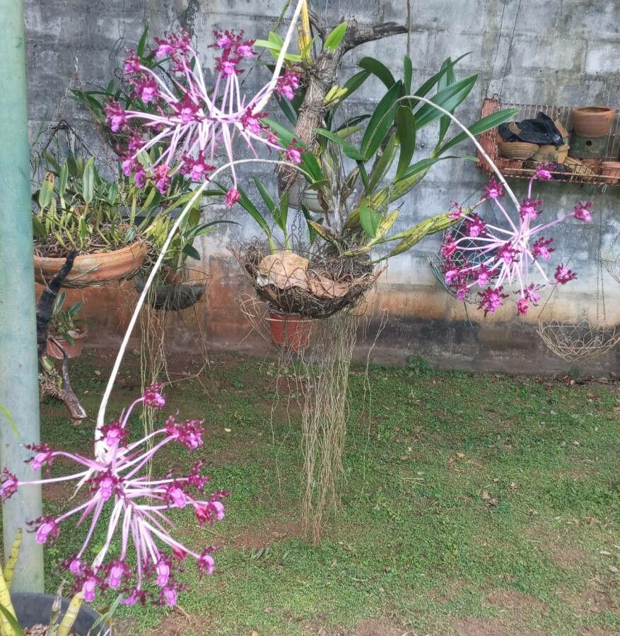 Laelia lueddemanii — search result for 'Cattleya'