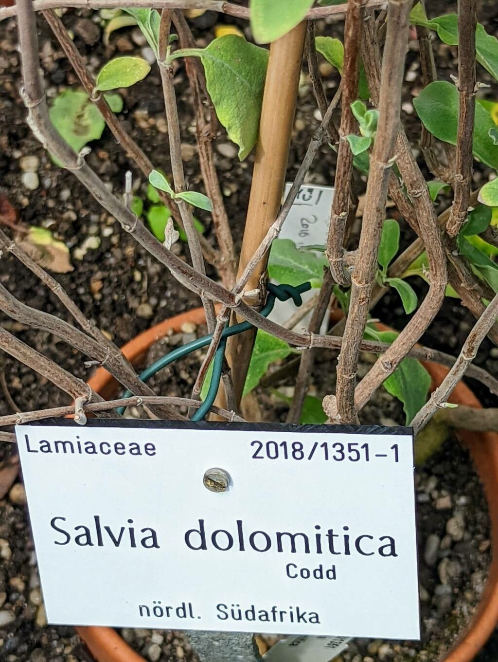 Salvia dolomitica bark