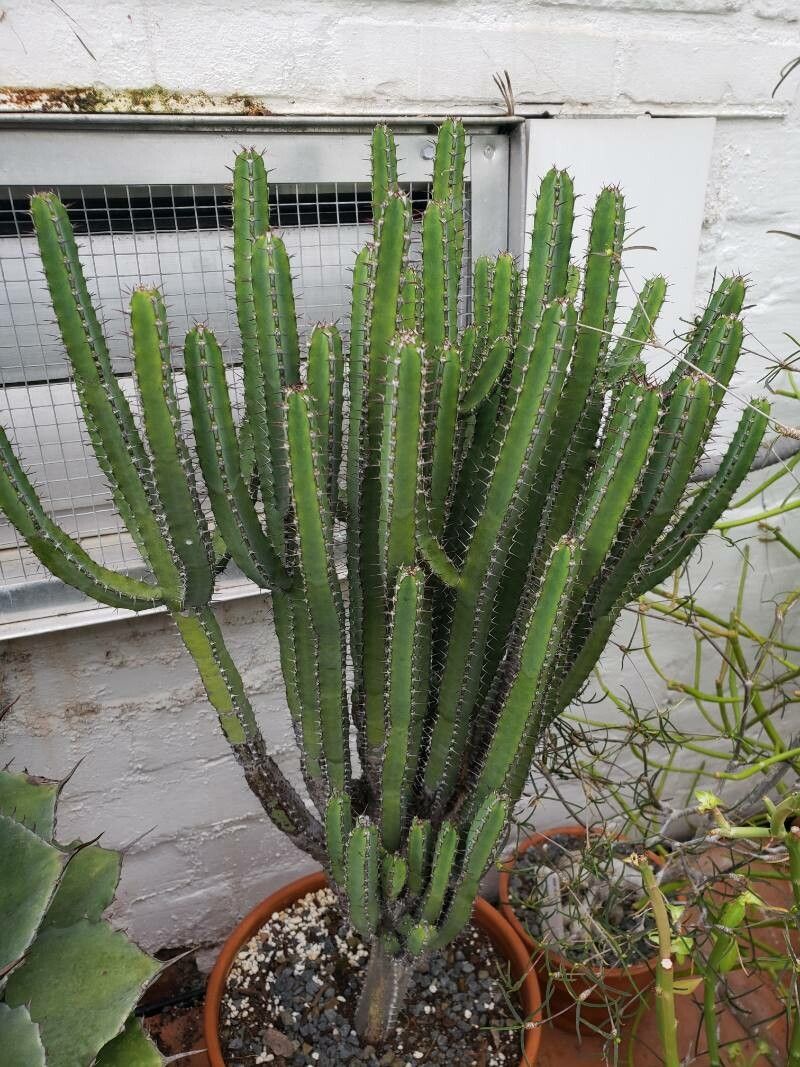 Euphorbia petraea habit