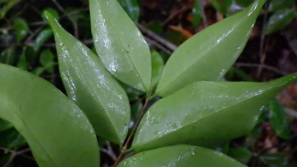 Memecylon klaineanum — search result for 'Memecylon'