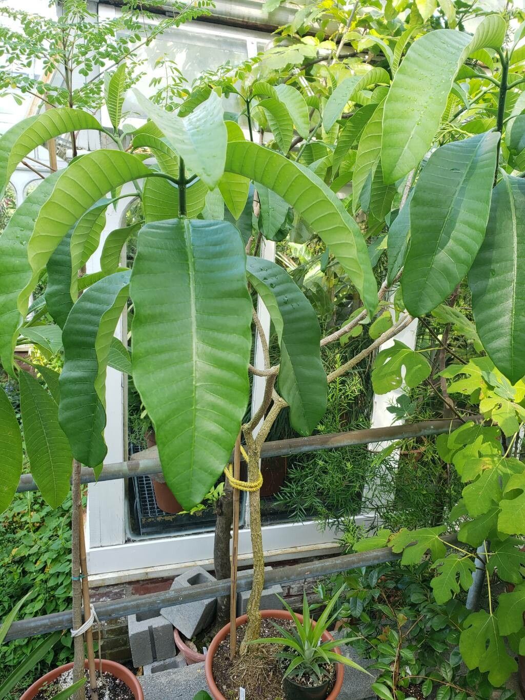 Voacanga grandifolia habit