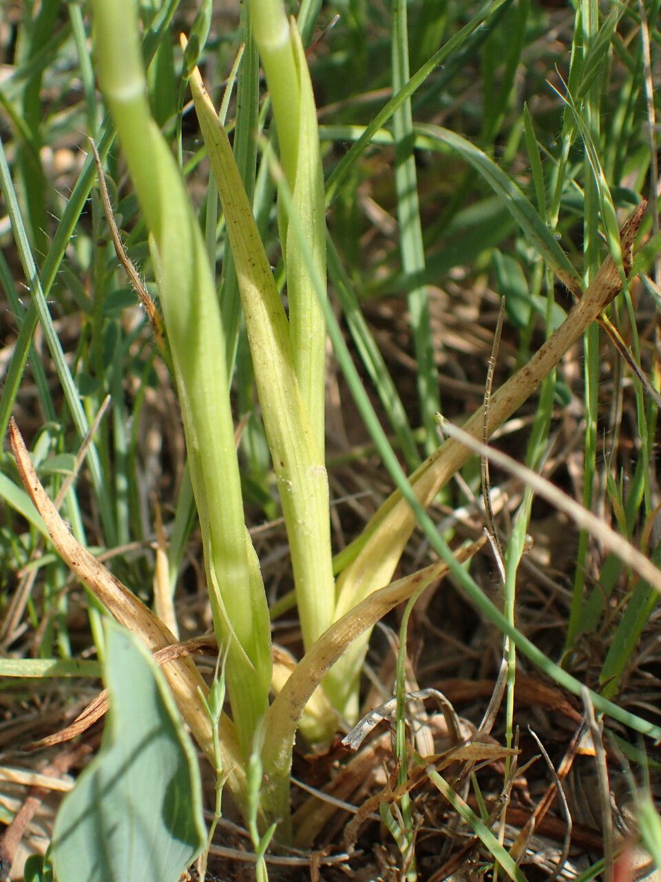 Anacamptis fragrans — related species from the same genus