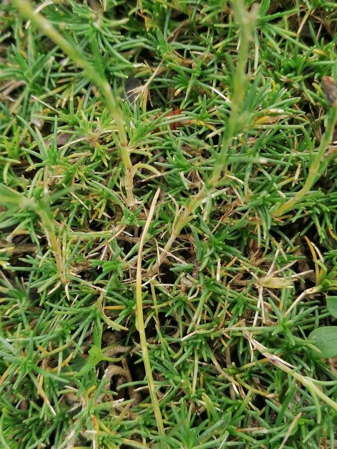 Cherleria capillacea — related species from the same genus