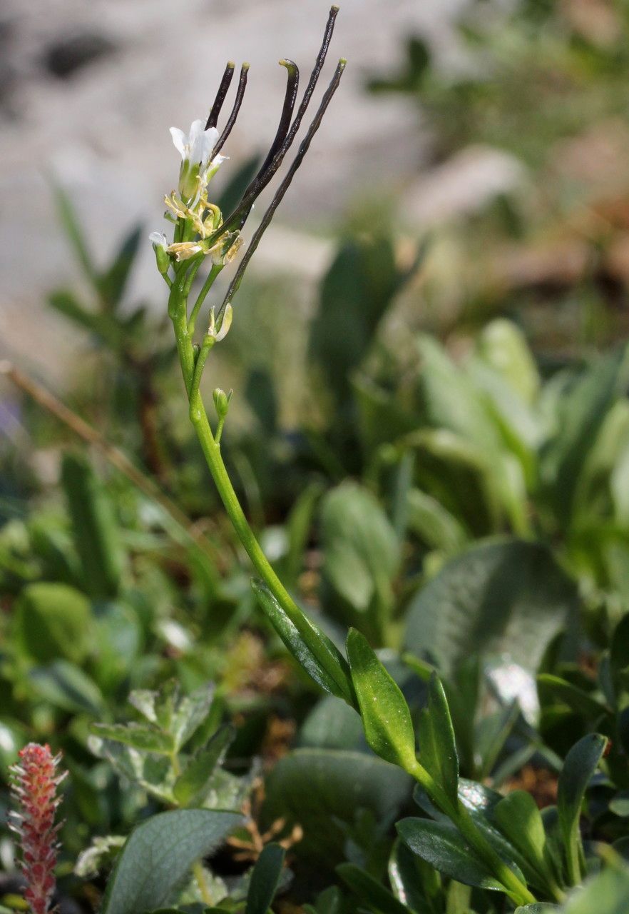 Arabis soyeri habit