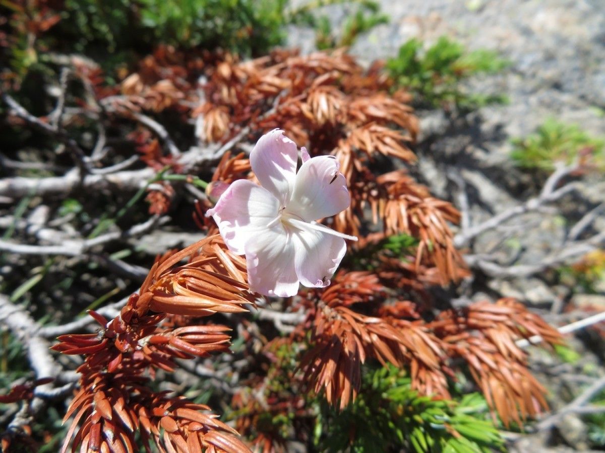 Dianthus siculus flower