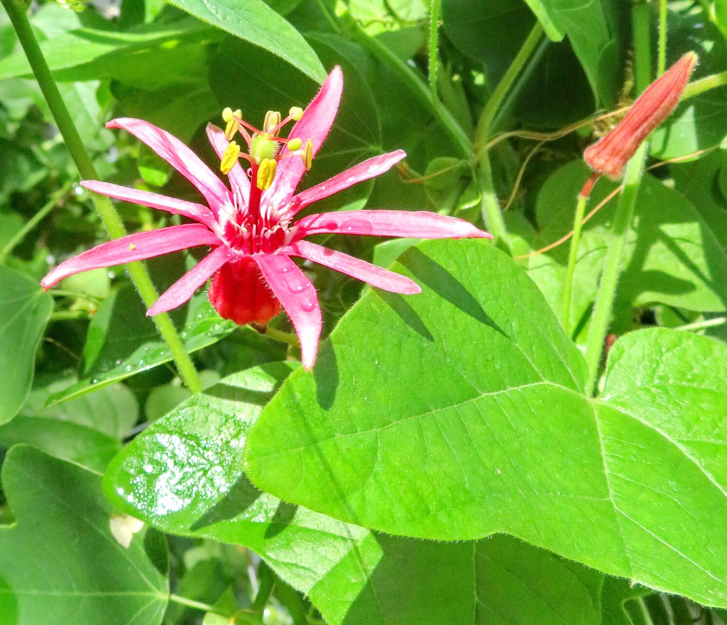 Passiflora sanguinolenta flower