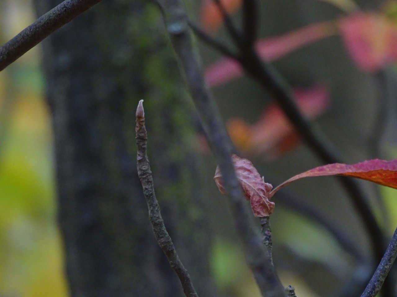 Franklinia alatamaha bark