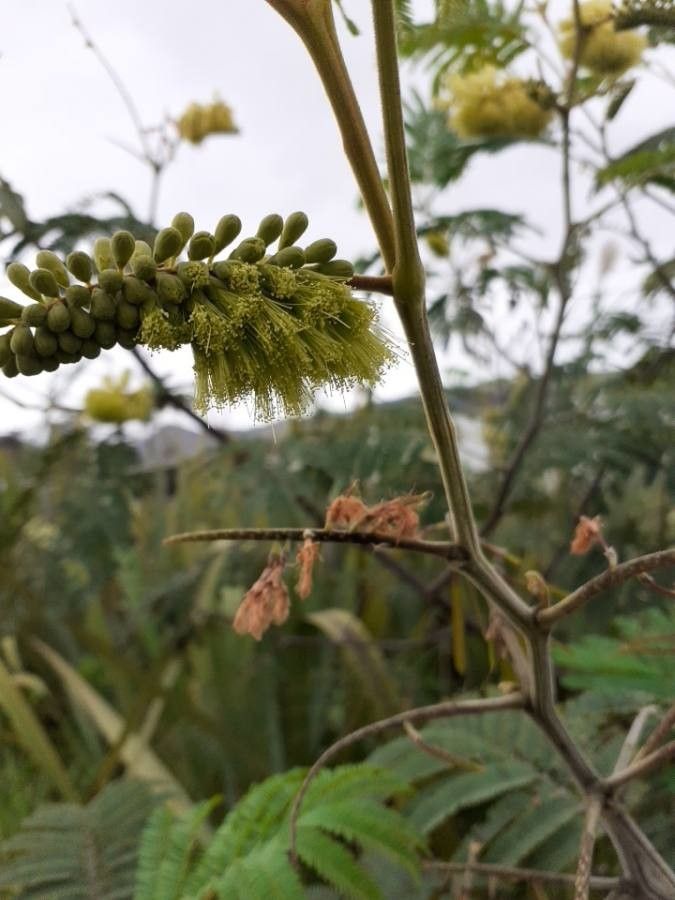 Paraserianthes lophantha flower