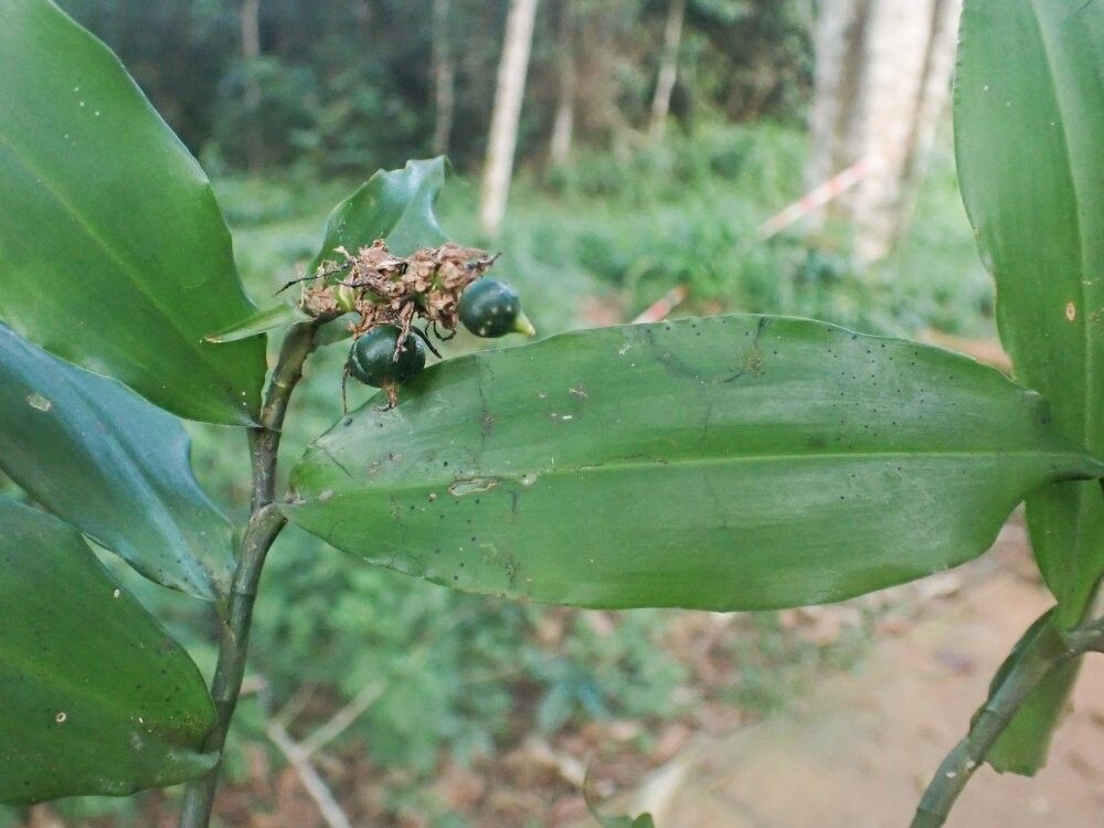 Dracaena viridiflora — search result for 'Dracaena'