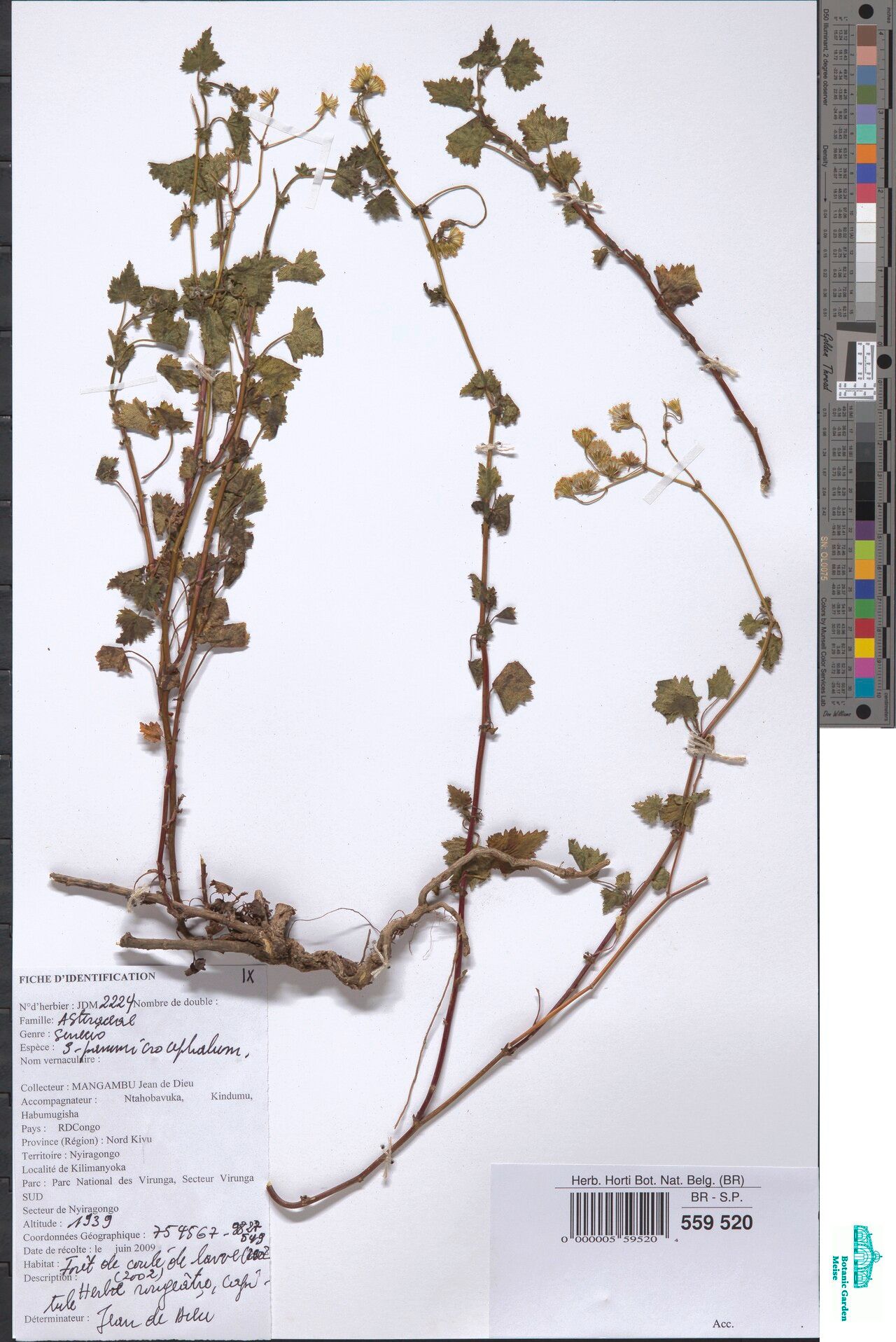 Emilia pammicrocephala — search result for 'Emilia'