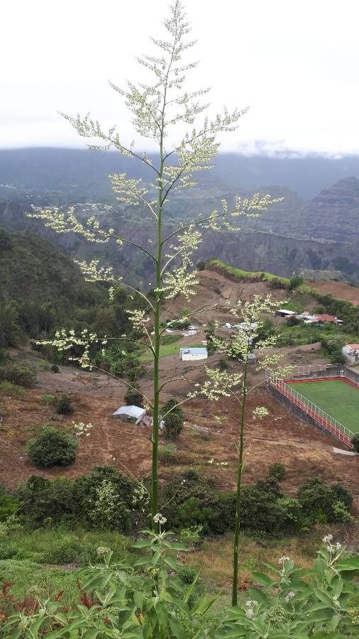 Furcraea foetida flower