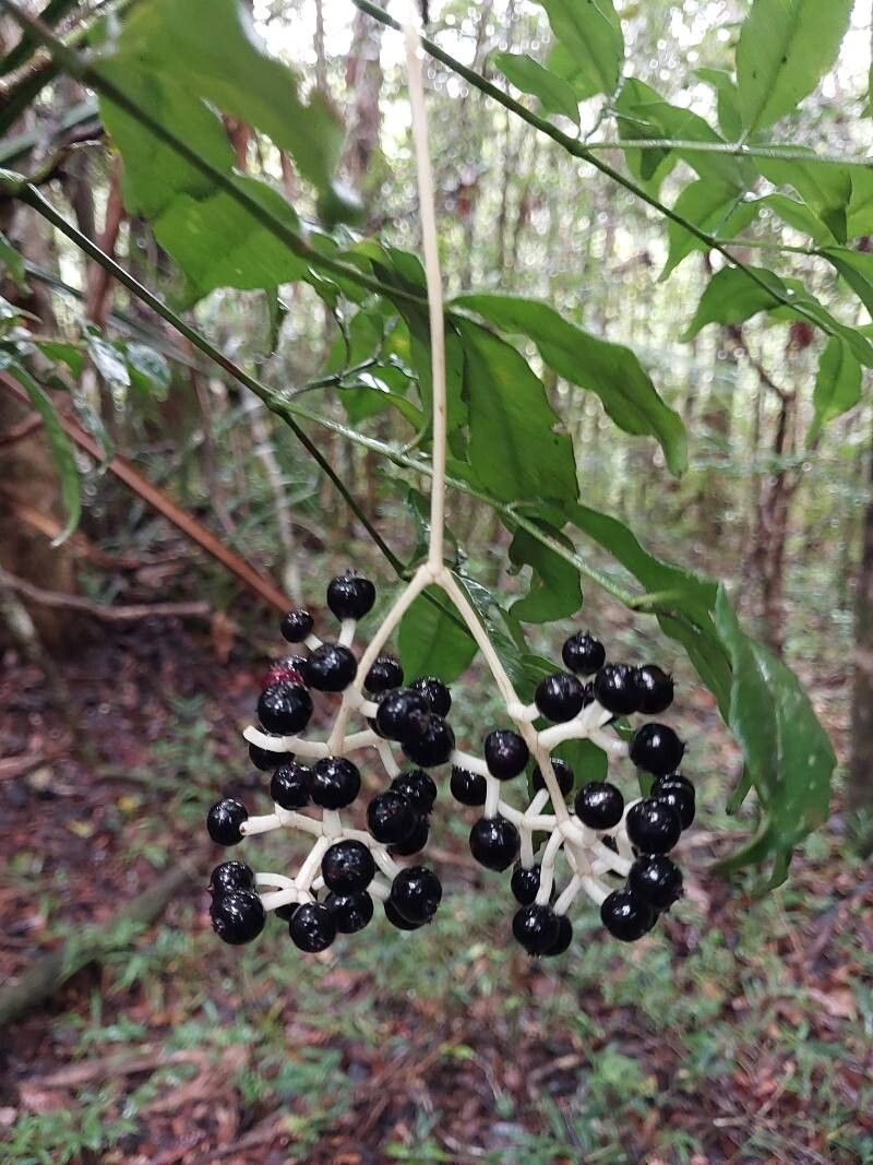 Polyscias pentamera fruit
