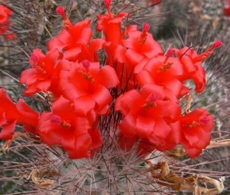 Cochemiea halei — houseplant care guide