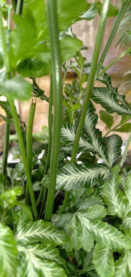 Pteris ensiformis bark