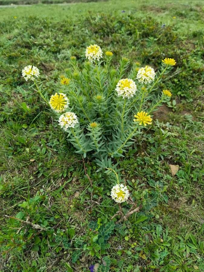 Stellera chamaejasme habit