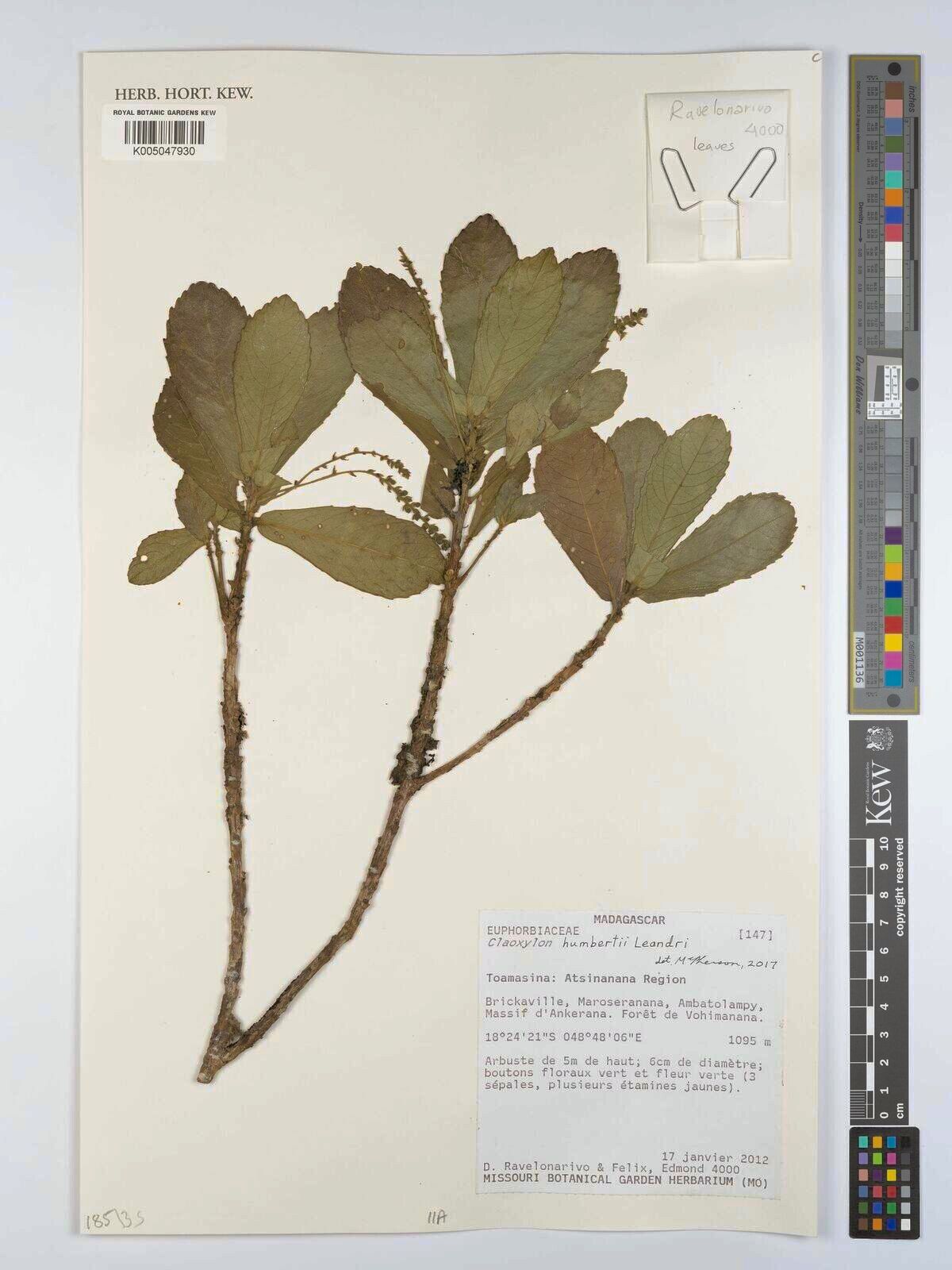 Claoxylon humbertii — houseplant care guide