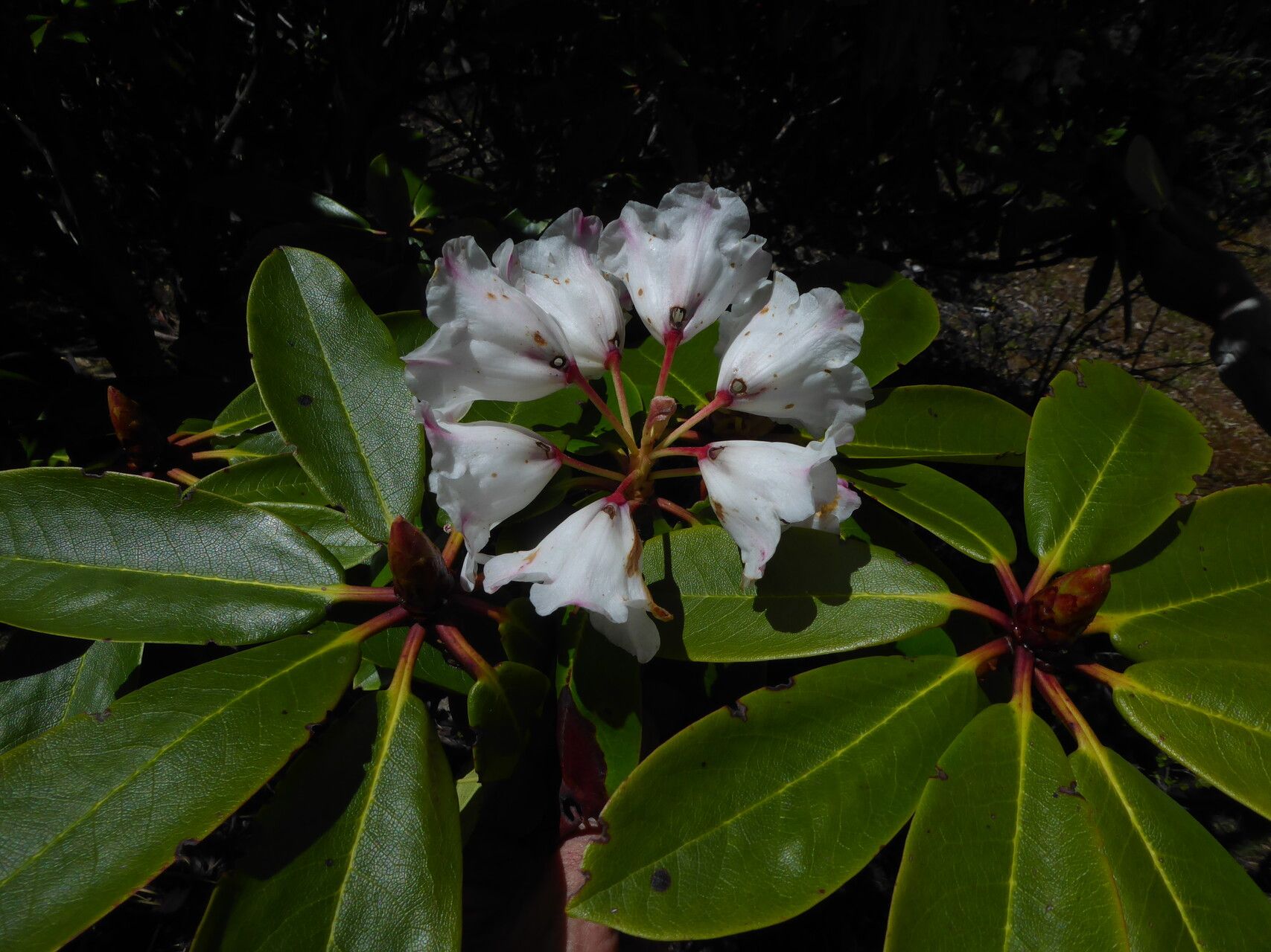 Rhododendron dignabile flower