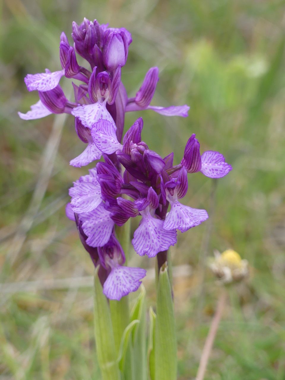 Anacamptis × gennarii — search result for 'Anacamptis'