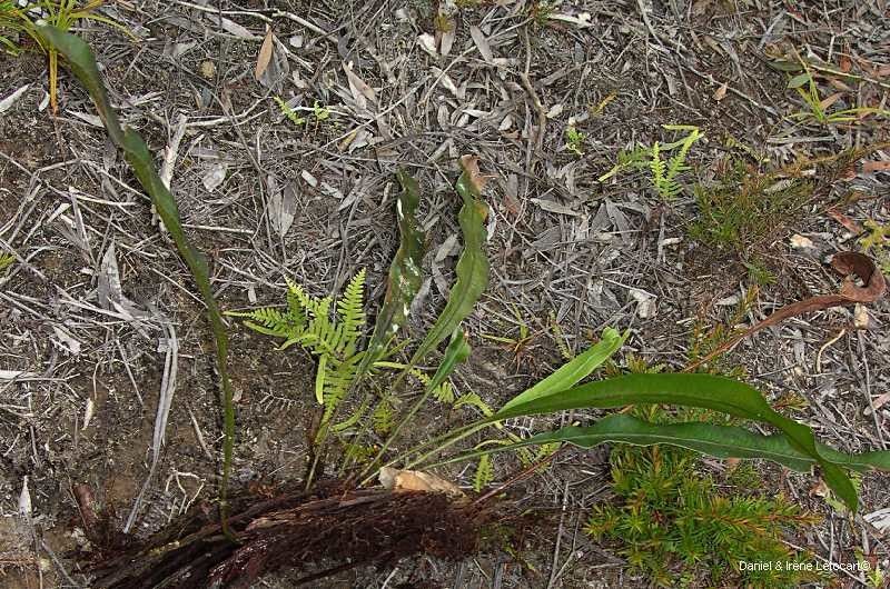 Elaphoglossum vieillardii habit
