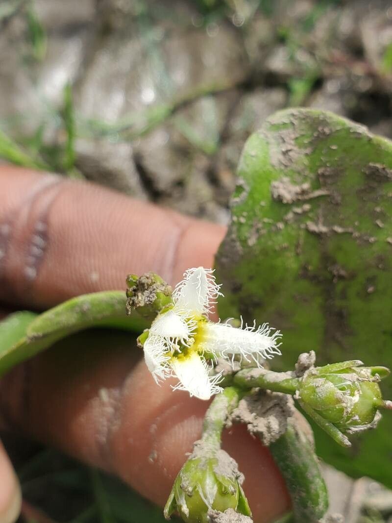 Nymphoides senegalensis — houseplant care guide