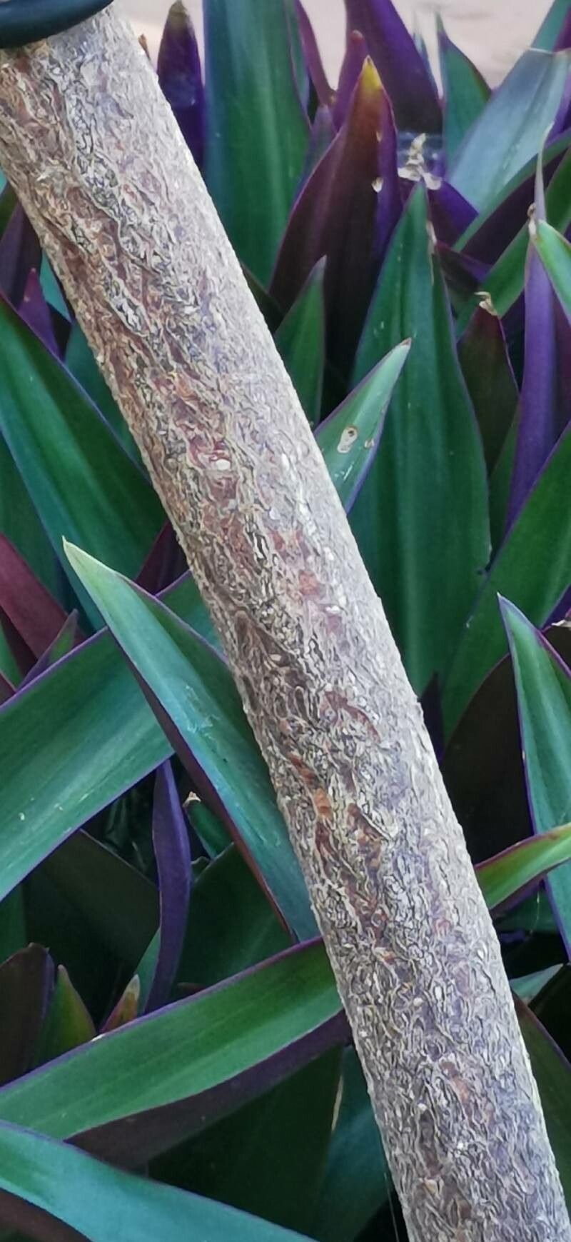 Plumeria filifolia bark