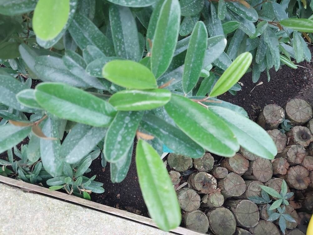 Morisonia salicifolia — houseplant care guide