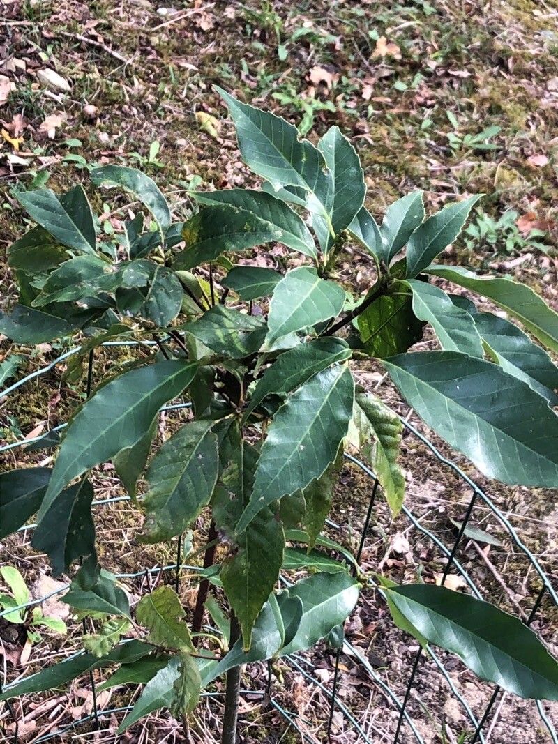 Quercus ningangensis — houseplant care guide