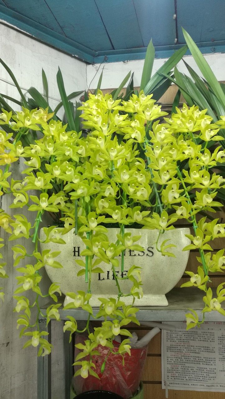 Grammatophyllum scriptum habit